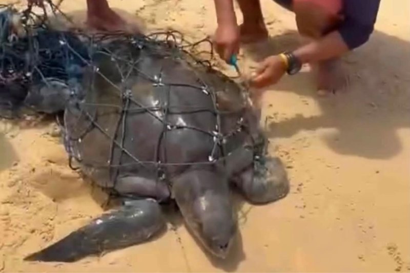 เต่าตนุติดอยู่ในอวนประมงทิ้งแล้วที่หาดกะรน ภูเก็ต