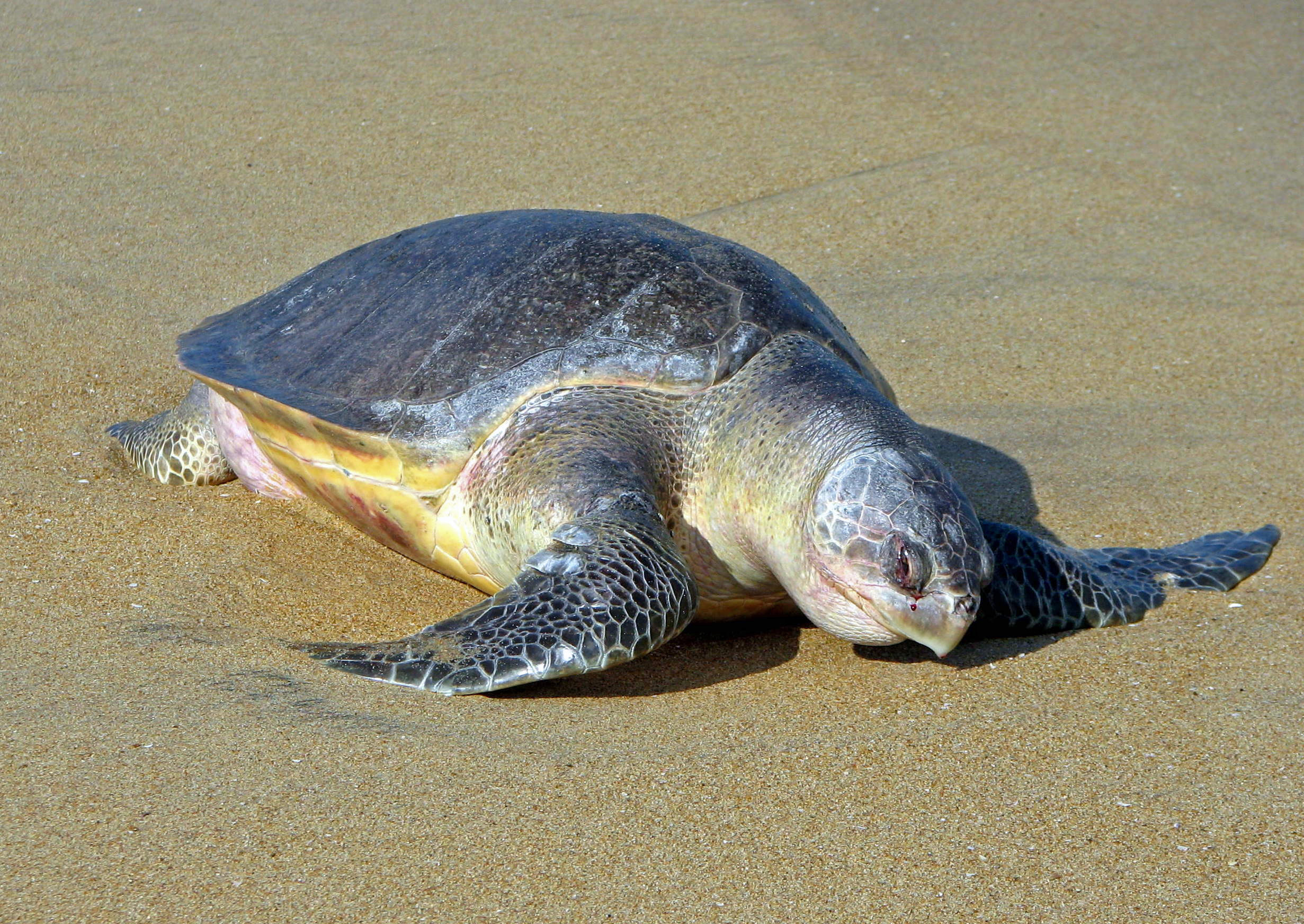เต่าตนุ (Lepidochelys olivacea)