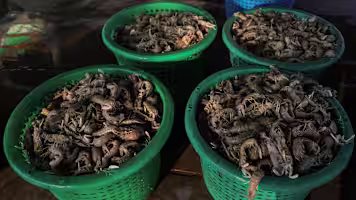 อุตสาหกรรมกุ้งไทยได้รับผลกระทบจากการห้ามนำเข้าของมาเลเซีย