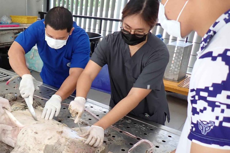 สัตวแพทย์กำลังตรวจสอบซากพะยูนวัยเยาว์เพศผู้ที่ถูกพบเกยตื้นบนหาดเนินนางนอน อ.ตะกั่วทุ่ง จ.พังงา โดยกรมทรัพยากรทางทะเลและชายฝั่ง