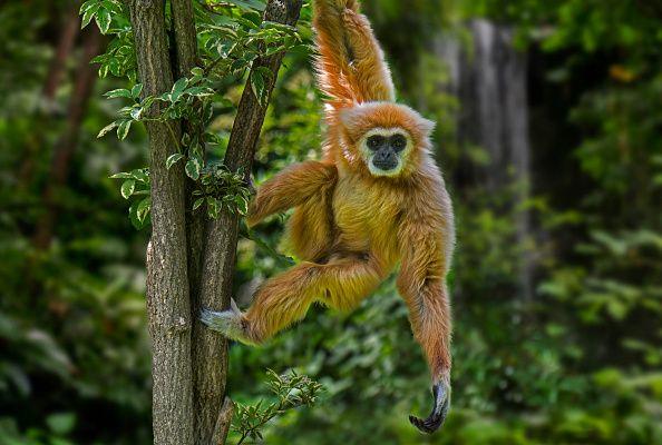 ชะนีลาวาดห้อยโหนจากต้นไม้ในป่าฝนเขตร้อนที่มีถิ่นกำเนิดในอินโดนีเซีย ลาว มาเลเซีย เมียนมา และไทย ภาพดิจิทัลประกอบ