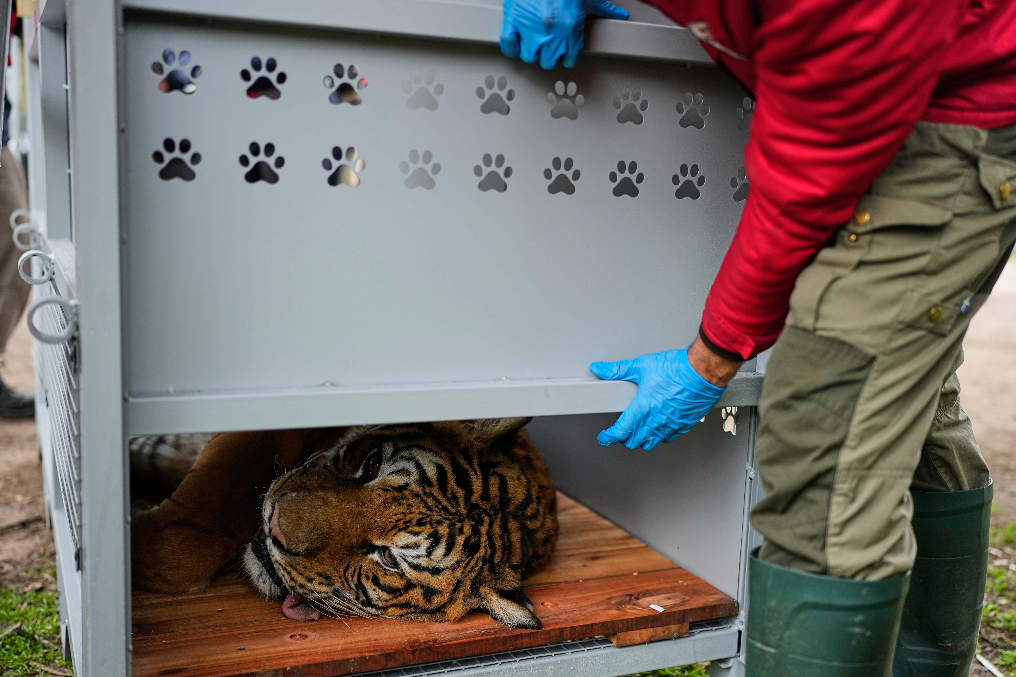 สมาชิกองค์กร Four Paws กำลังเตรียมเสือในเมืองลูฮาน ประเทศอาร์เจนตินา เมื่อวันศุกร์ เพื่อย้ายจากสวนสัตว์ที่ปิดแล้วไปยังสถานพักพิงในแอฟริกาใต้ ภาพ: AP