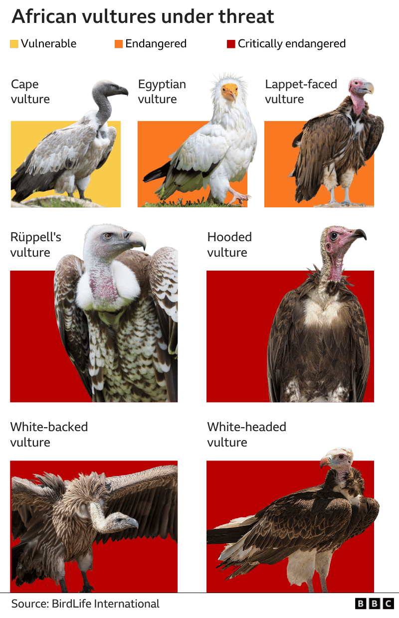 ภาพกราฟิกชื่อ African vultures under threat แสดงแร้งเจ็ดชนิดที่จัดอยู่ในกลุ่มเสี่ยง อันตราย หรือใกล้สูญพันธุ์อย่างยิ่ง