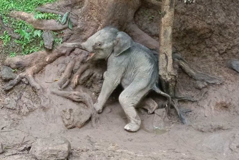 ลูกช้างป่าที่ได้รับการช่วยเหลือหลังจากติดอยู่ใกล้ลำธารน้ำเชี่ยวในอำเภอไทรโยค จังหวัดกาญจนบุรี เมื่อวันพฤหัสบดี (ภาพ: กรมอุทยานแห่งชาติ สัตว์ป่า และพันธุ์พืช)