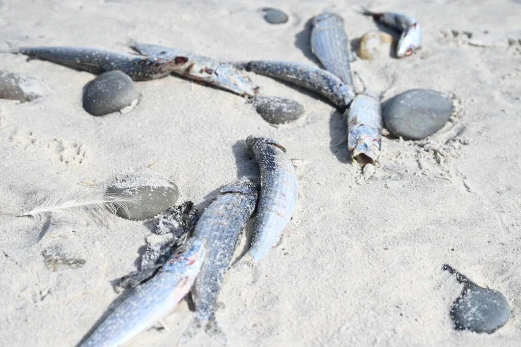 ซากปลาซาร์ดีนเกลื่อนชายหาดในเคปทาวน์ แอฟริกาใต้ เมื่อวันที่ 16 สิงหาคม