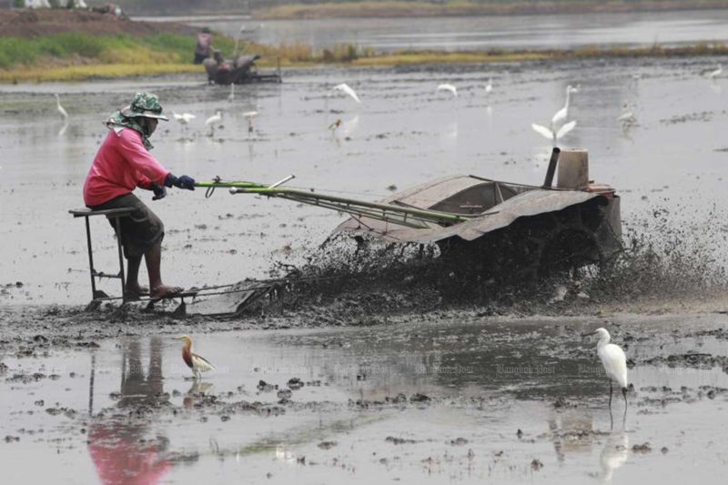 เกษตรกรเตรียมแปลงนาในจังหวัดปทุมธานีเมื่อเดือนพฤษภาคม 2568. ภาพโดย PATTARAPONG CHATPATTARASILL