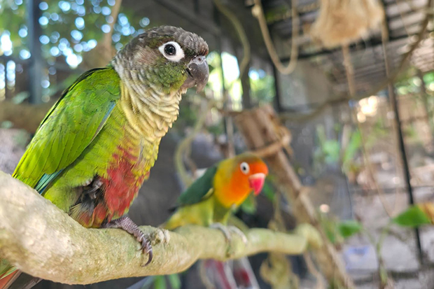 นกแก้วเป็นหนึ่งในสัตว์ที่ Samui Exotic Park เกาะสมุย สุราษฎร์ธานี (ภาพ: เฟซบุ๊ก Samui Exotic Park)