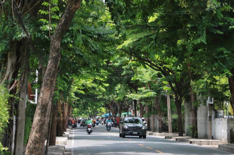 ต้นไม้ใหญ่เรียงรายสองข้างทางถนนสุขุมวิท 26 ในกรุงเทพฯ ภาพแฟ้ม