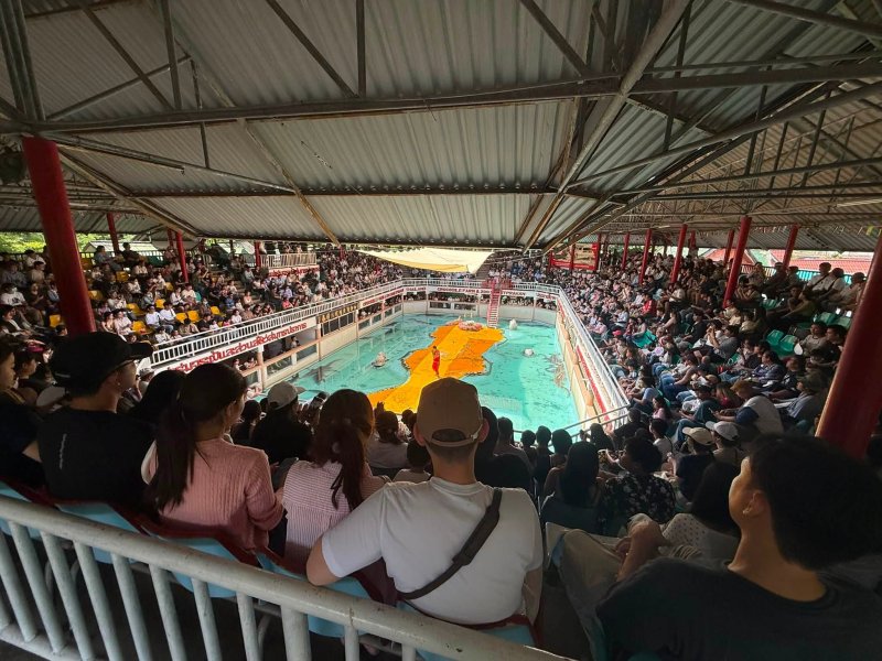 ภาพบรรยากาศการแสดงจระเข้ที่ฟาร์มจระเข้และสวนสัตว์สมุทรปราการ จังหวัดสมุทรปราการ เมื่อวันอาทิตย์ หลังจากคลิปผู้เข้าชมคนเดียวกลายเป็นไวรัล