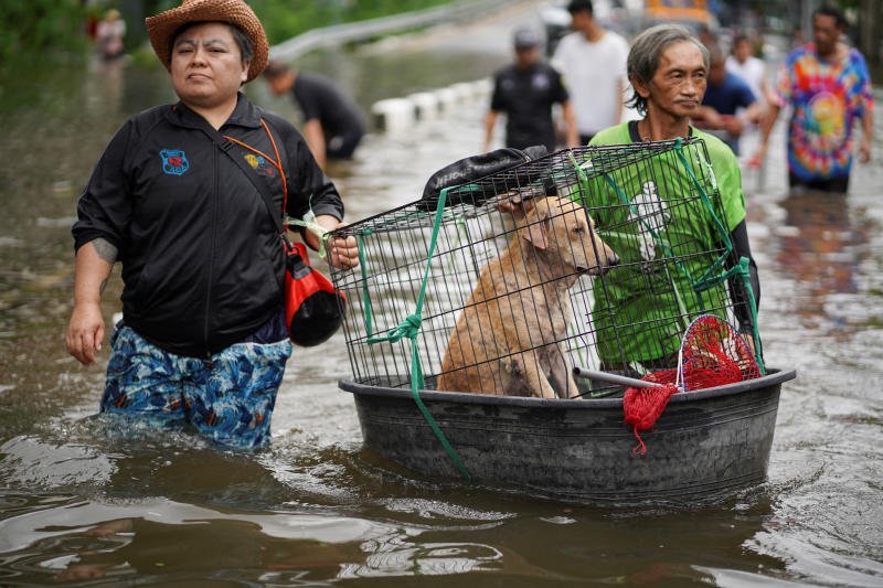 สุนัขในกรงถูกลอยบนกะละมังพลาสติกเพื่อความปลอดภัยในพื้นที่น้ำท่วมกรุงเทพฯ