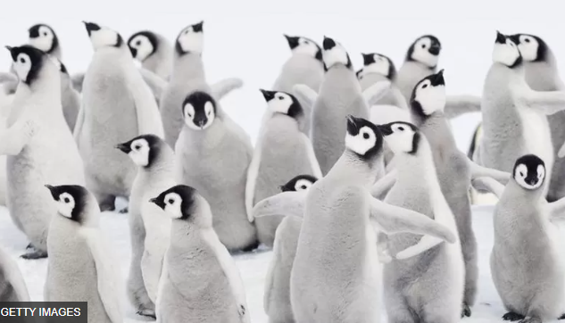 ลูกเพนกวินจักรพรรดินับ 10,000 จมน้ำและแข็งตาย เหตุแผ่นทะเลน้ำแข็งละลายเร็วผิดปกติ