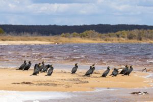 deadly-bird-flu-australia-pets-risk