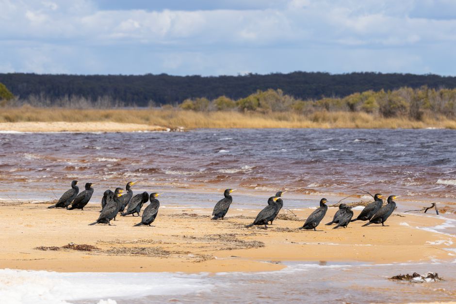 deadly-bird-flu-australia-pets-risk