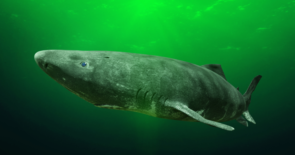 greenland-shark-400-year-lifespan-longevity-research