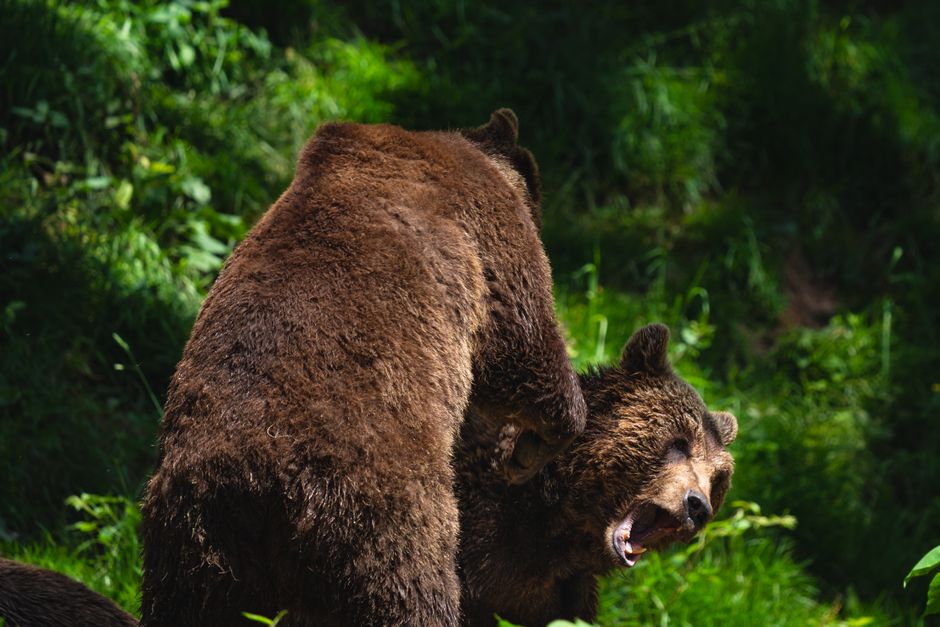 a-fed-bear-is-a-dead-bear