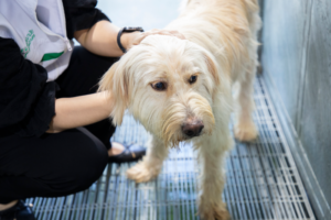 bma-tackles-urban-strays