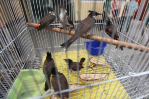 bulbul-taken-off-protected-list
