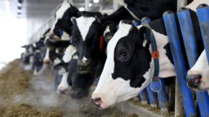 canada-dairy-trump-trade-crosshairs
