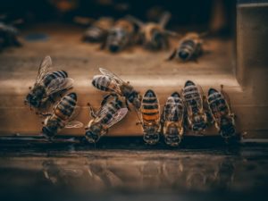 do-bees-have-feelings-study-reveals-insects-inner-life