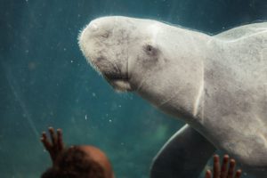 dugong-carcass-tusks-removed-krabi
