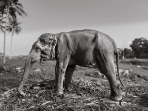 elephant-death-investigation-report-disputed