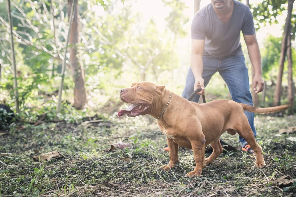 girl-germany-dies-dog-bites