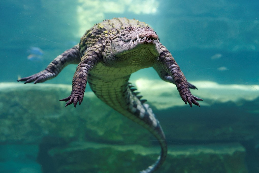 israel-crocodiles-prison-security