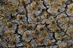 italian-rice-crops-suffer-drought-heatwave