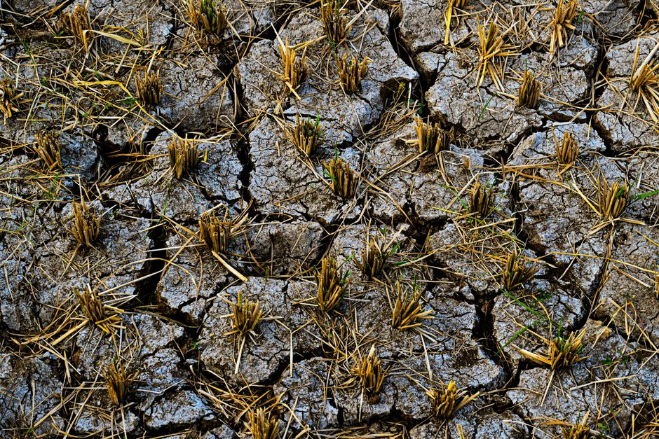 italian-rice-crops-suffer-drought-heatwave