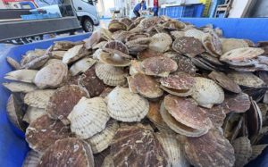 japans-scallop-production-climate-change