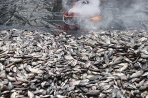 no-invasive-species-canned-fish-thailand