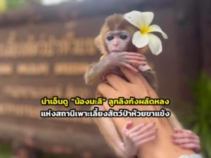 nong-mali-huai-kha-khaeng-macaque