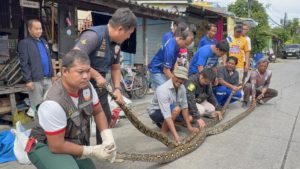 pythons-captured-thailand-returning-to-nature
