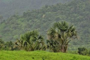 thai-govt-targets-resorts-on-park-land