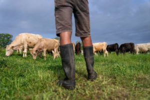 usda-lowers-beef-export-sales-data-doubts