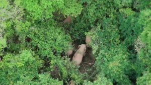 wild-elephants-destroy-crops-sa-kaeo