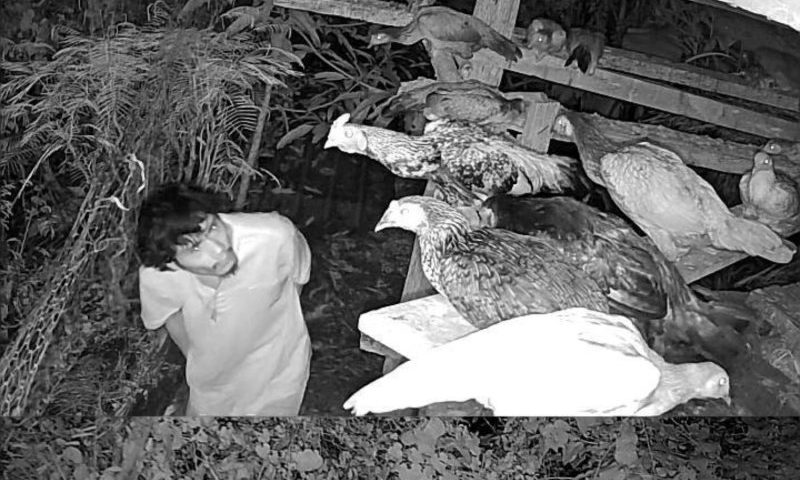 รวบชายวัย 29 ปี ในบุรีรัมย์ ข้อหาลักไก่ชนและผลิตผลทางการเกษตร