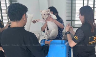 ลูกสิงโตขาวไร้ไมโครชิป พบในโรงแรมเถื่อนเชียงใหม่ จีนเปิดรับแต่ลูกค้าจีน